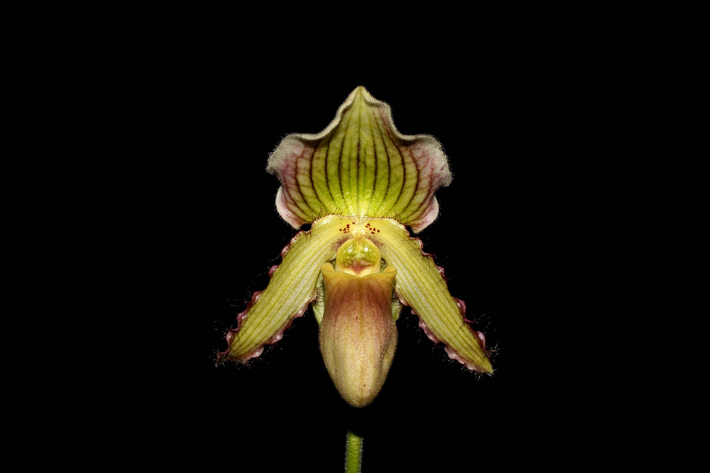 Paphiopedilum Connie