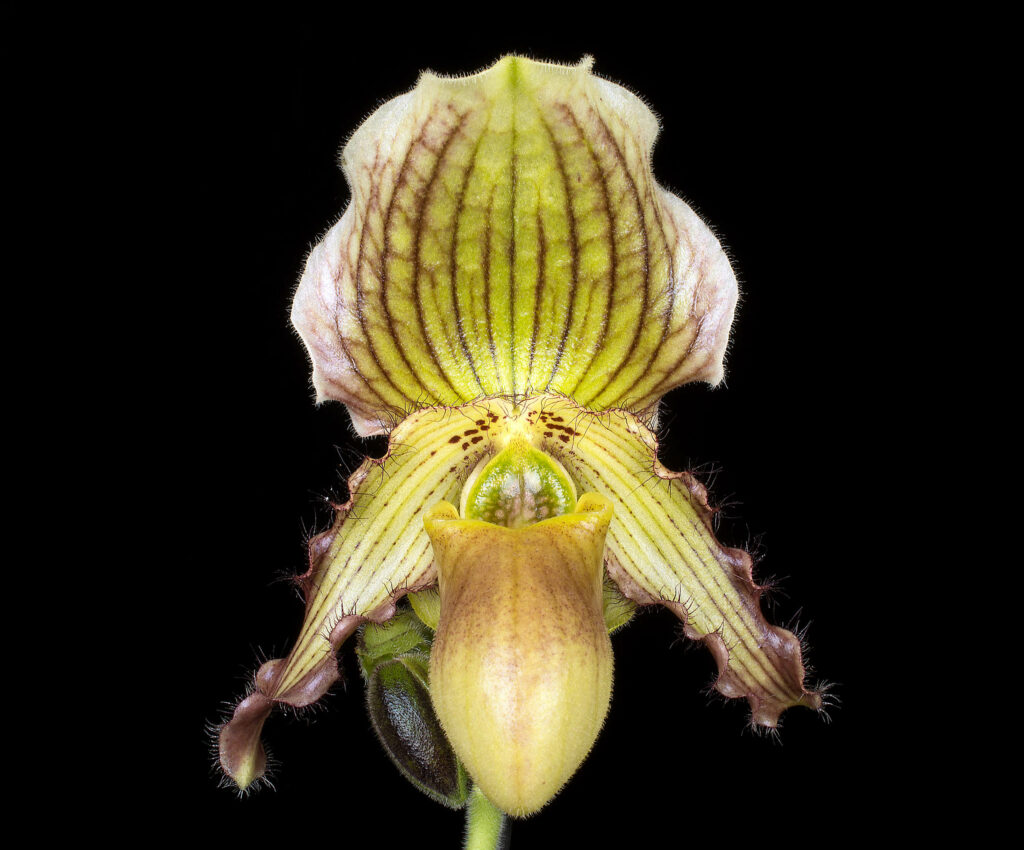 Paphiopedilum Connie