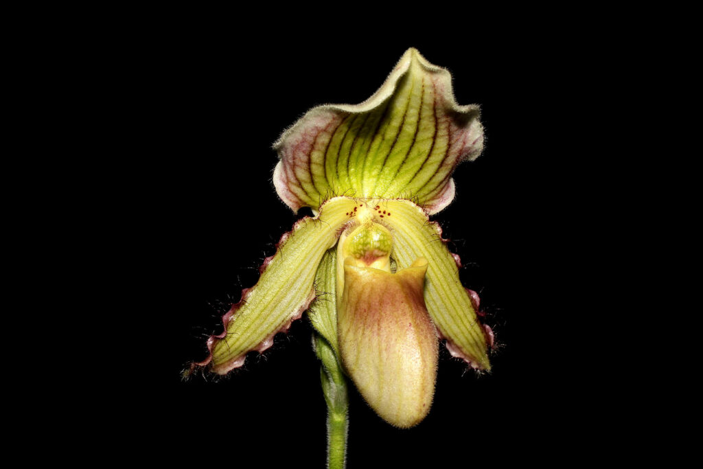 Paphiopedilum Connie