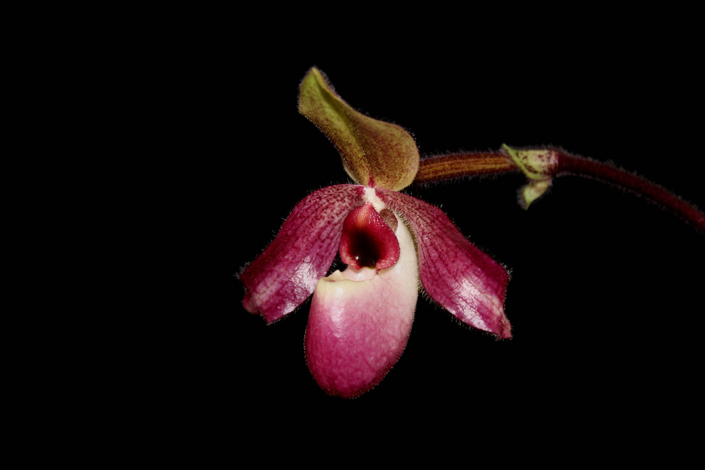 Paphiopedilum Delophyllum