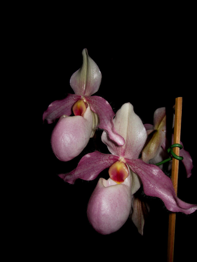 Paphiopedilum Delophyllum