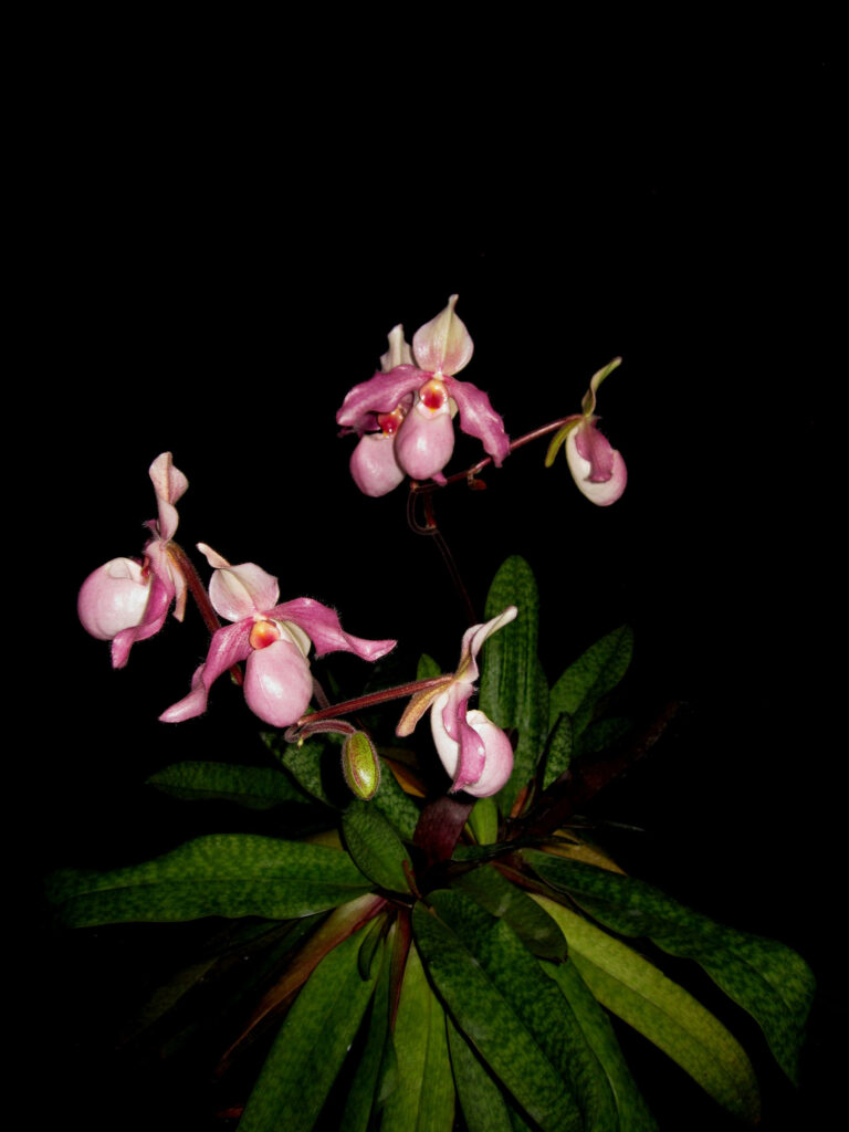 Paphiopedilum Delophyllum