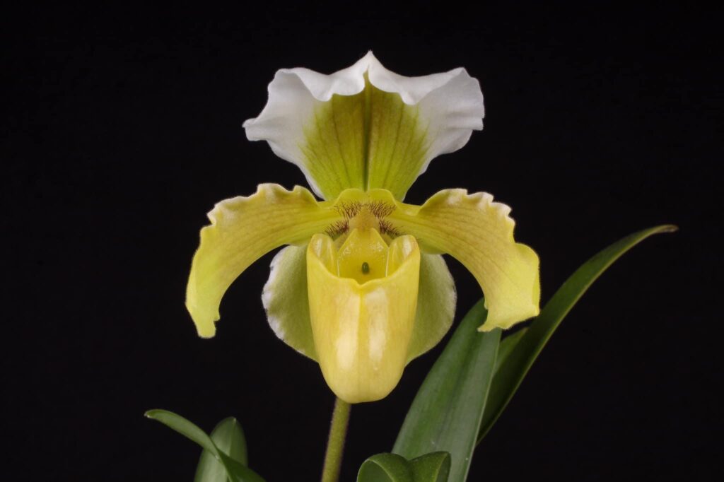 Paphiopedilum Fra Angelico