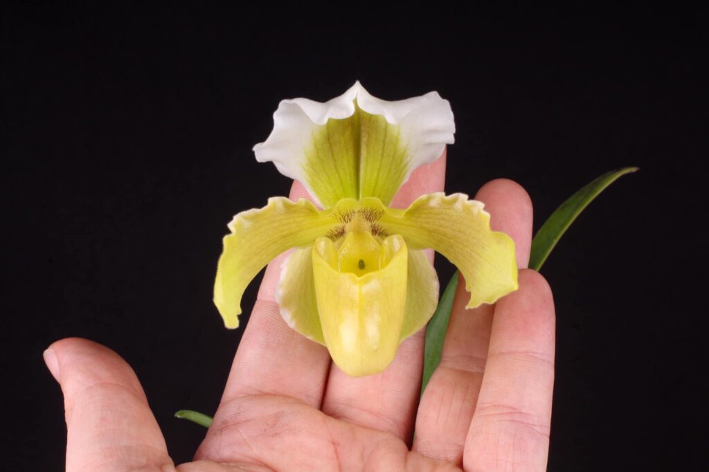 Paphiopedilum Fra Angelico