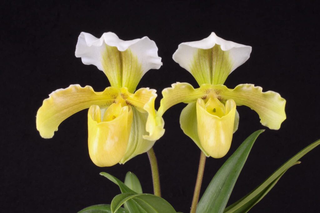 Paphiopedilum Fra Angelico