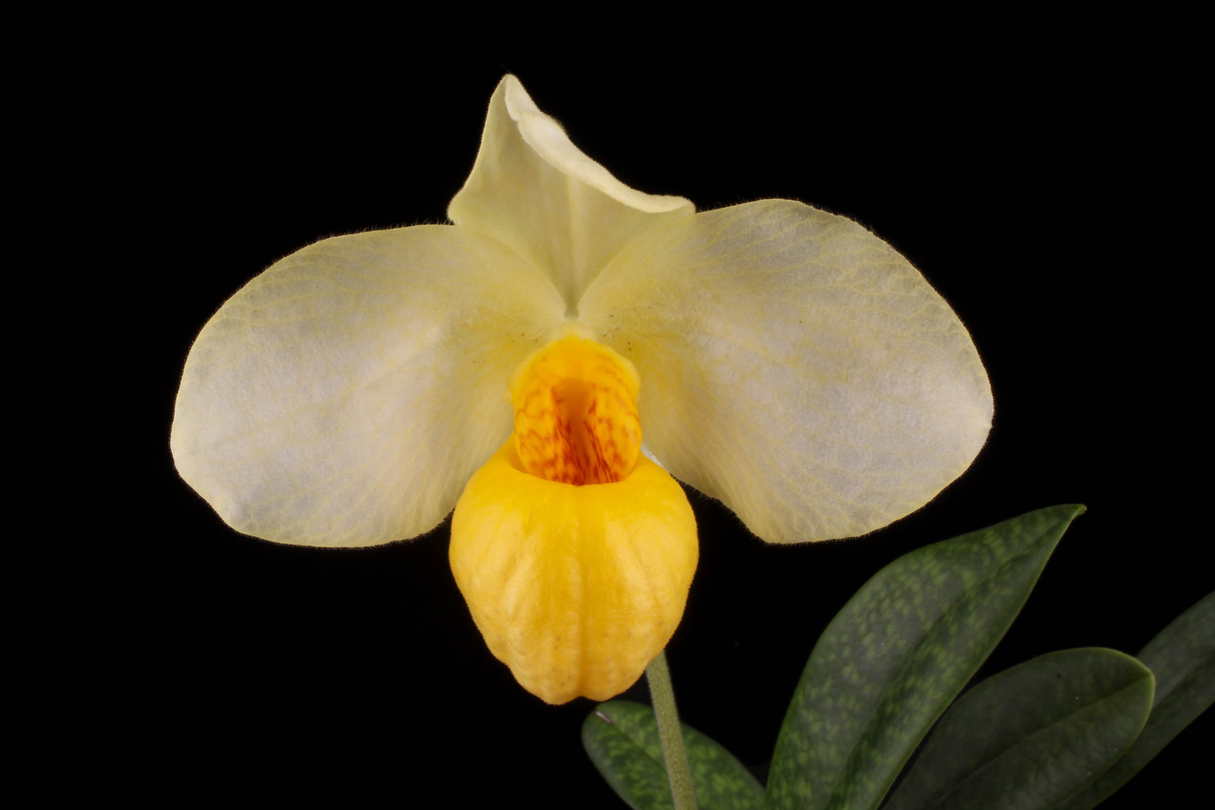 Paphiopedilum Franz Glanz