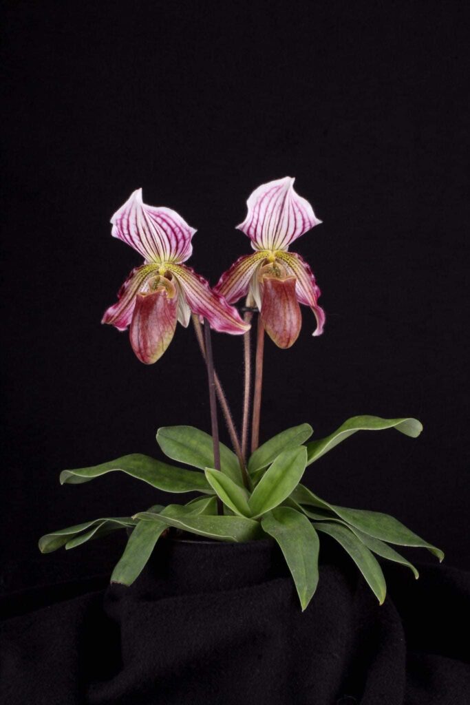 Paphiopedilum H. Ballantine