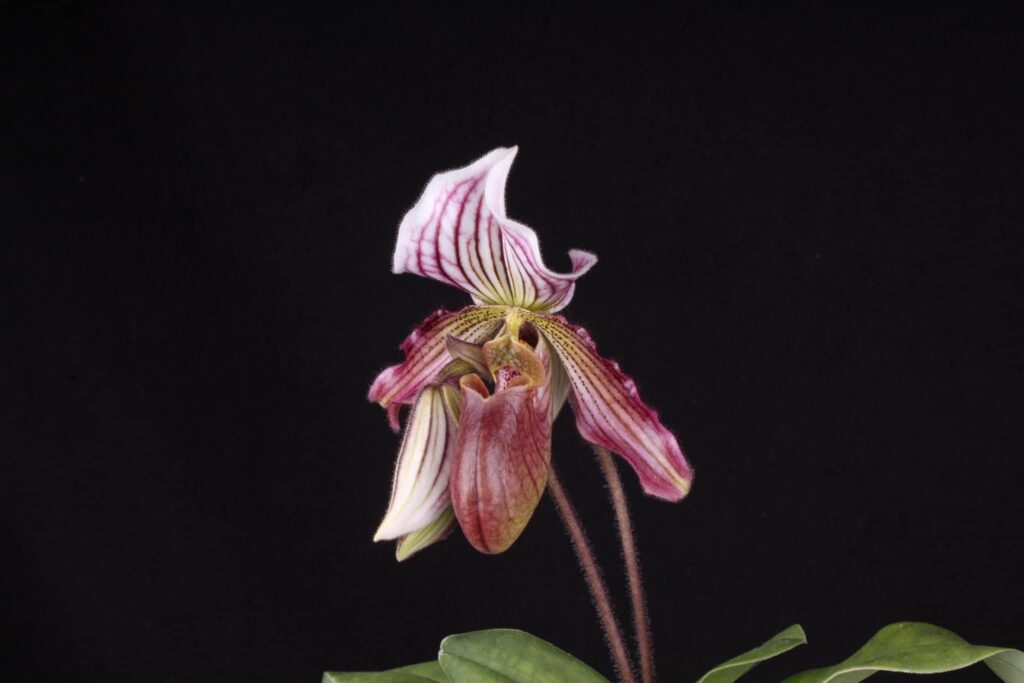 Paphiopedilum H. Ballantine