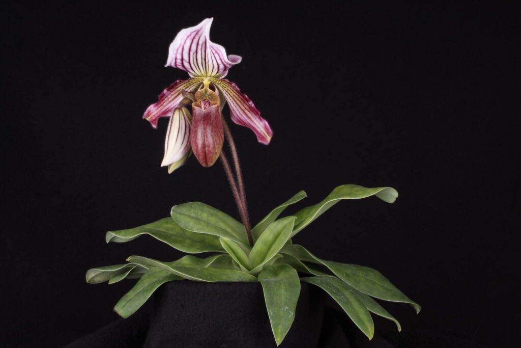 Paphiopedilum H. Ballantine