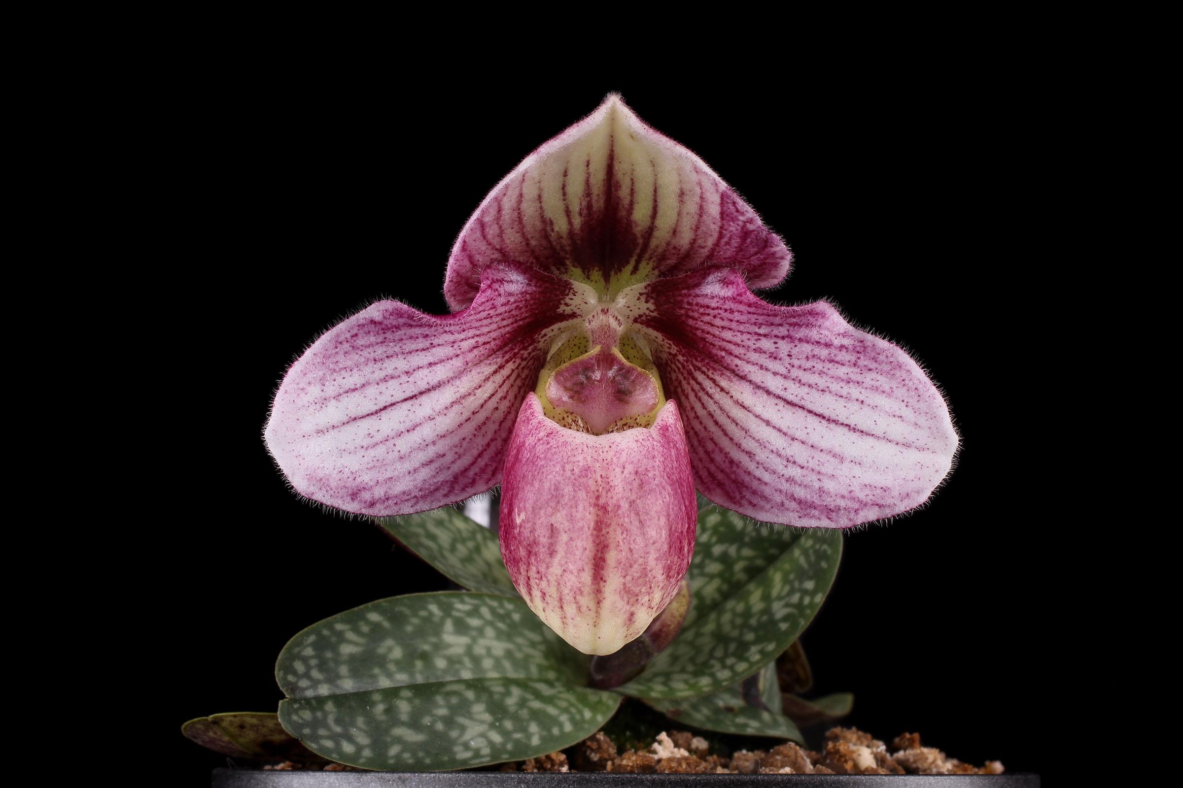 Paphiopedilum Haiphong Baby