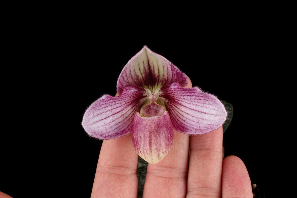 Paphiopedilum Haiphong Baby
