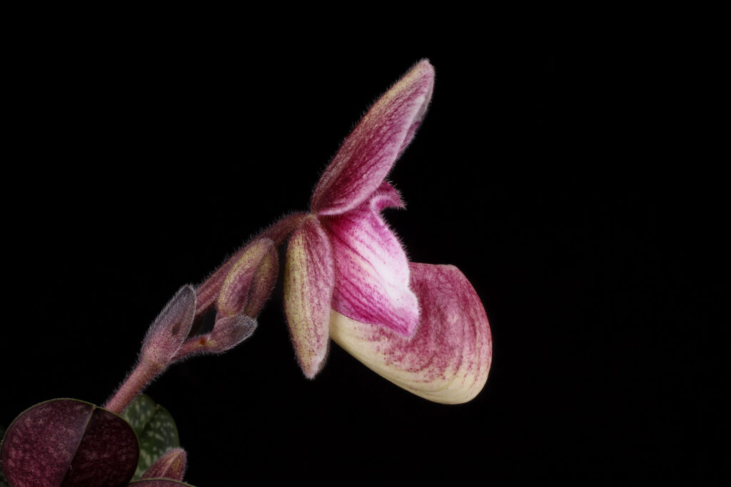 Paphiopedilum Haiphong Baby