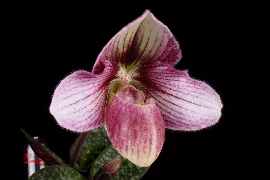 Paphiopedilum Haiphong Baby