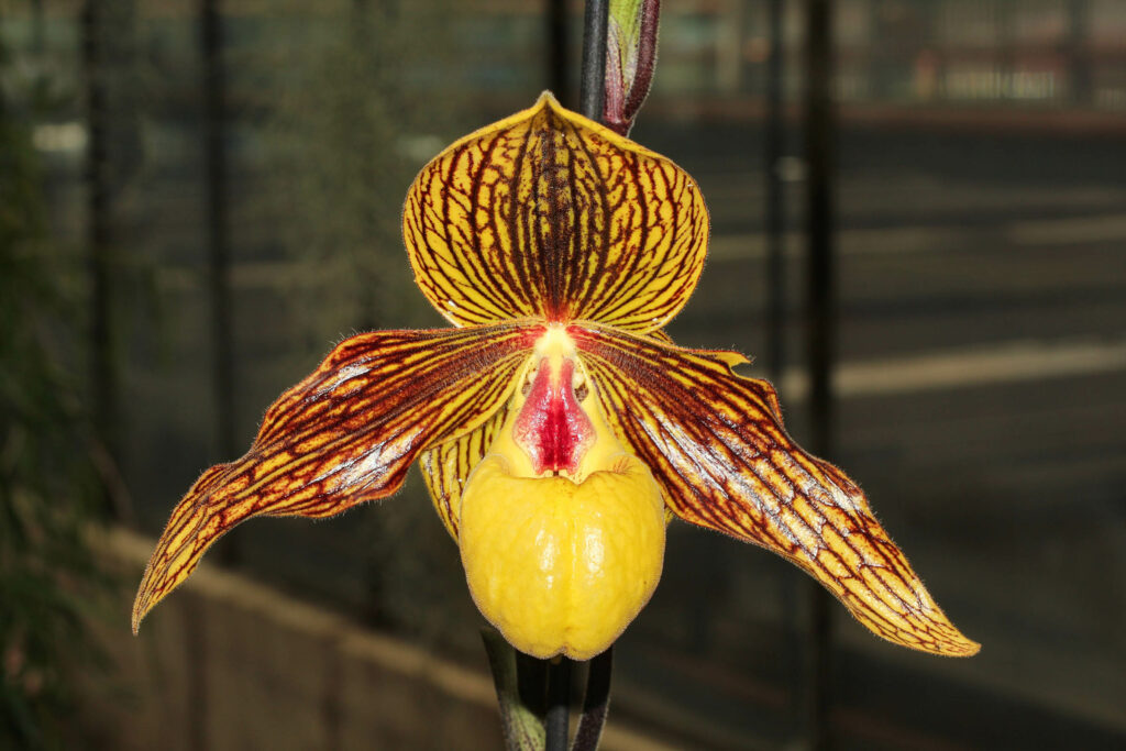 Paphiopedilum Harold Koopowitz 'Baronja‘