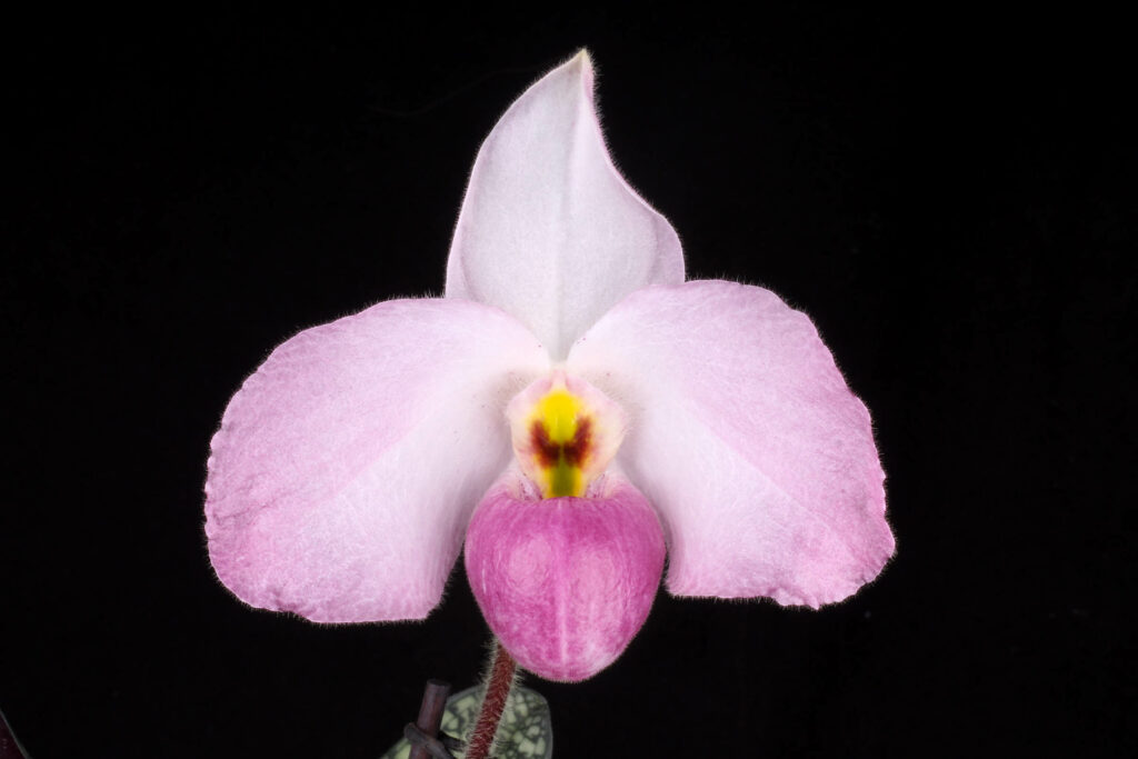 Paphiopedilum Ho Chi Minh