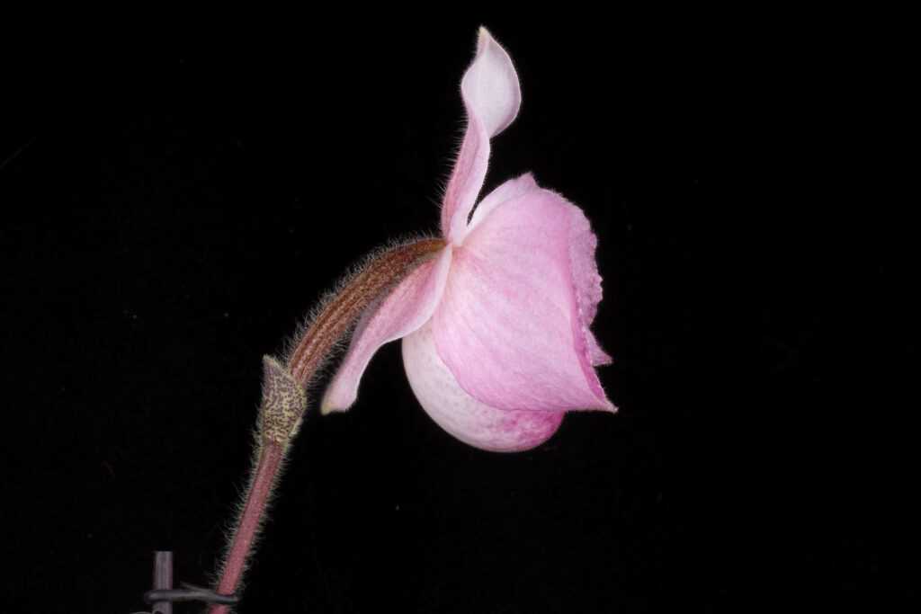 Paphiopedilum Ho Chi Minh