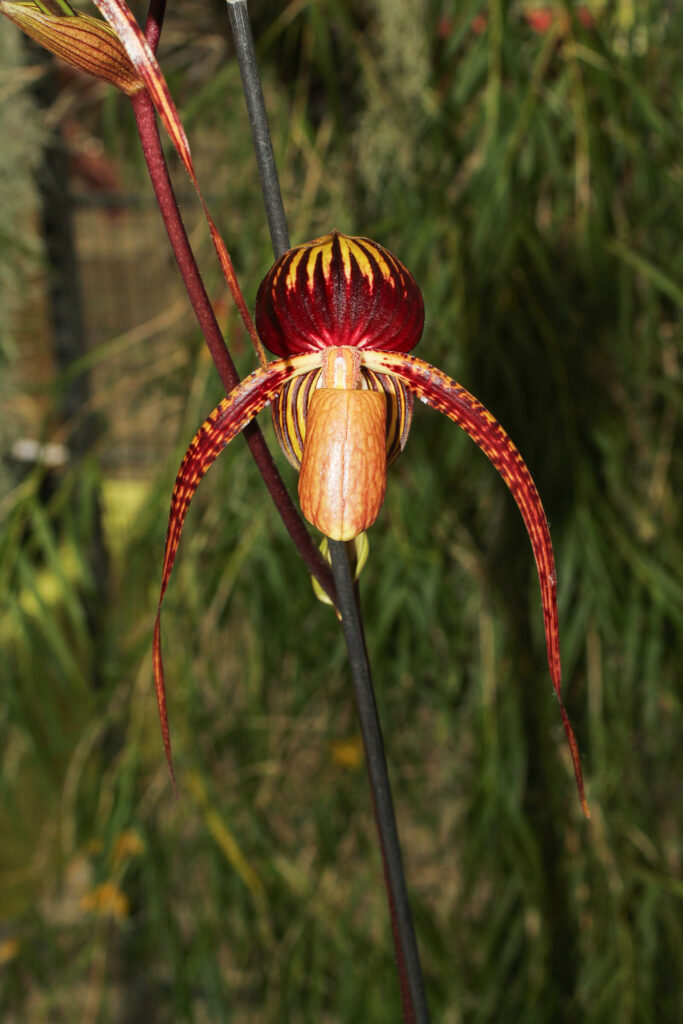 Paphiopedilum Hsinying Anita 'Baronja‘