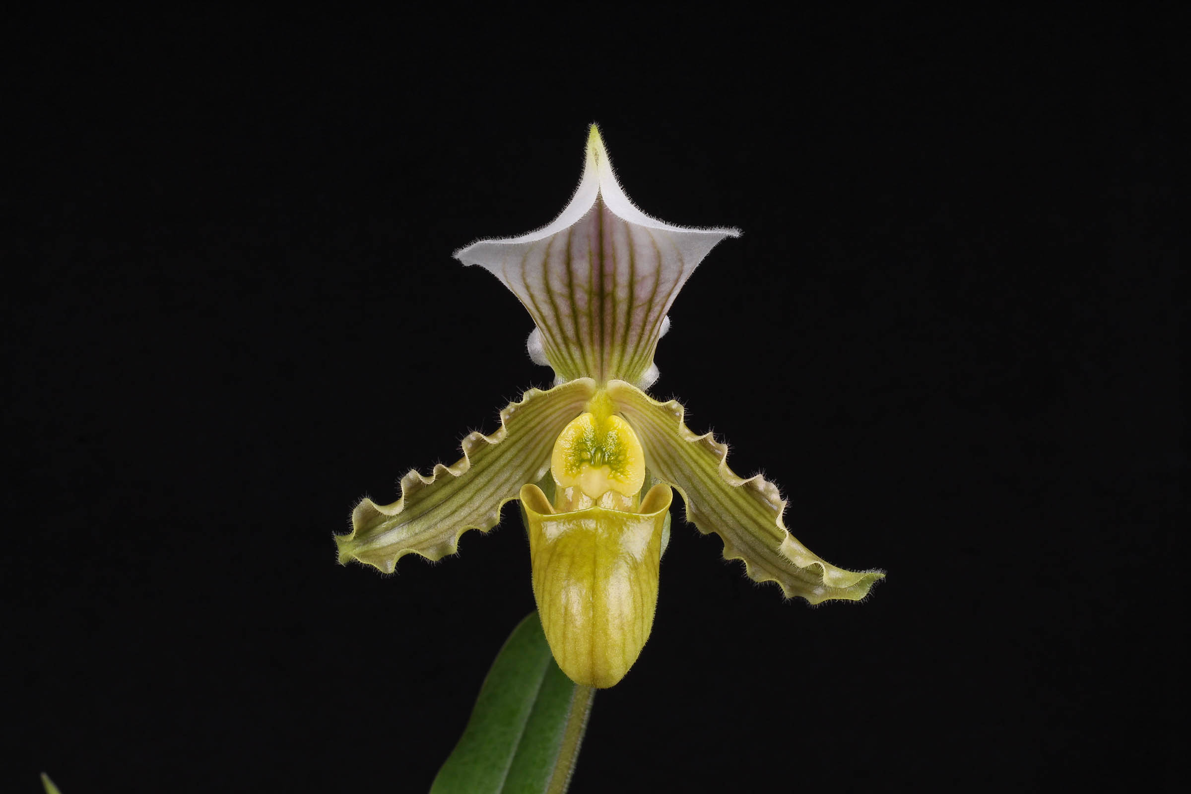 Paphiopedilum Jakub Szlachetko