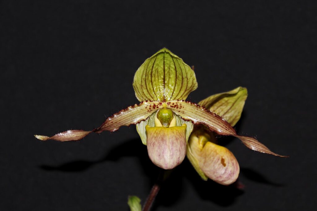 Paphiopedilum Judge Philip