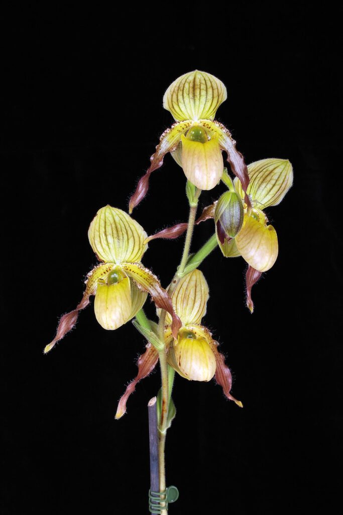 Paphiopedilum Judge Philip