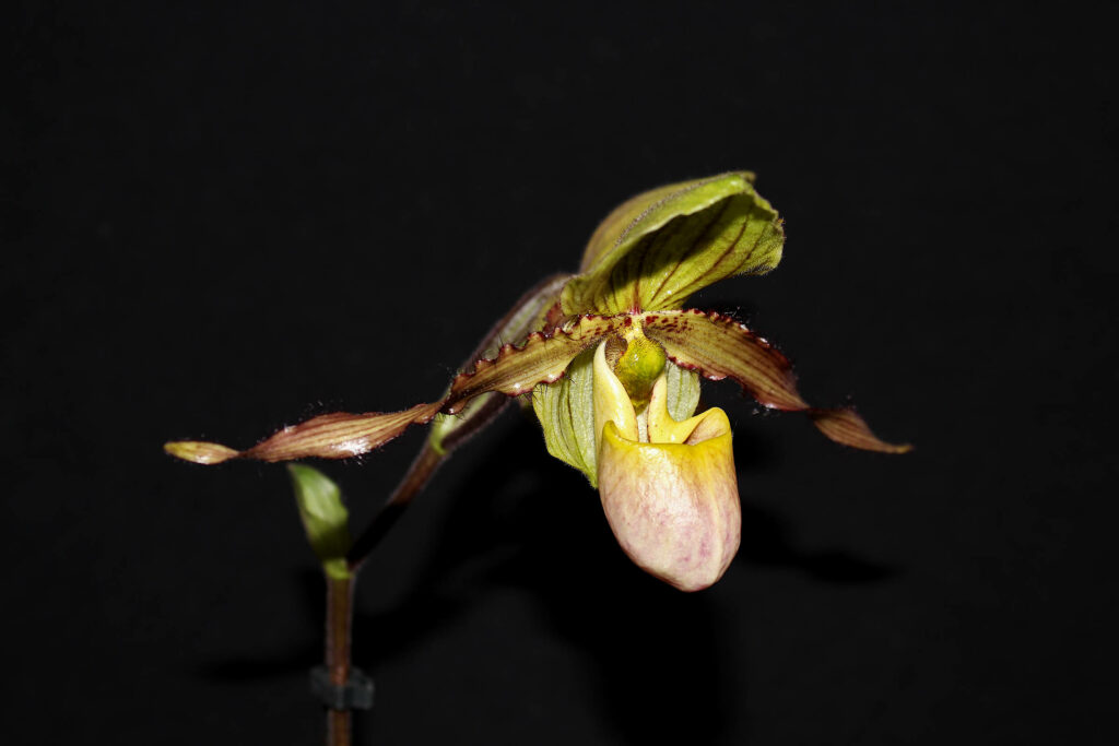 Paphiopedilum Judge Philip