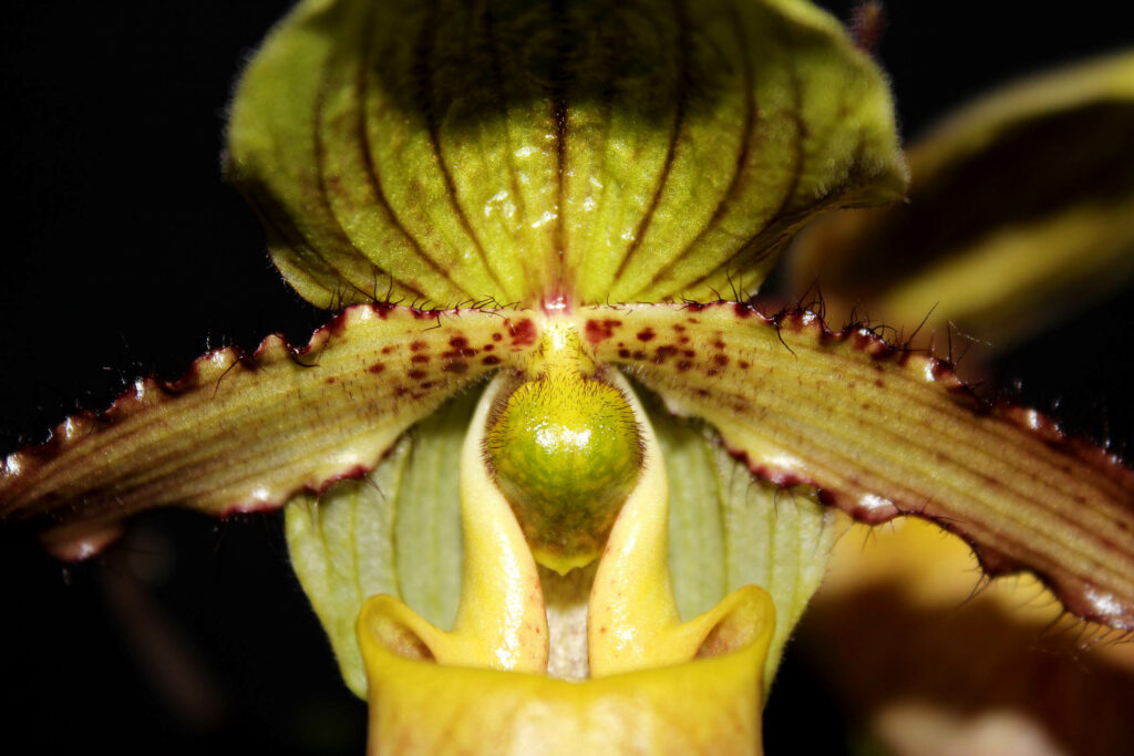 Paphiopedilum Judge Philip