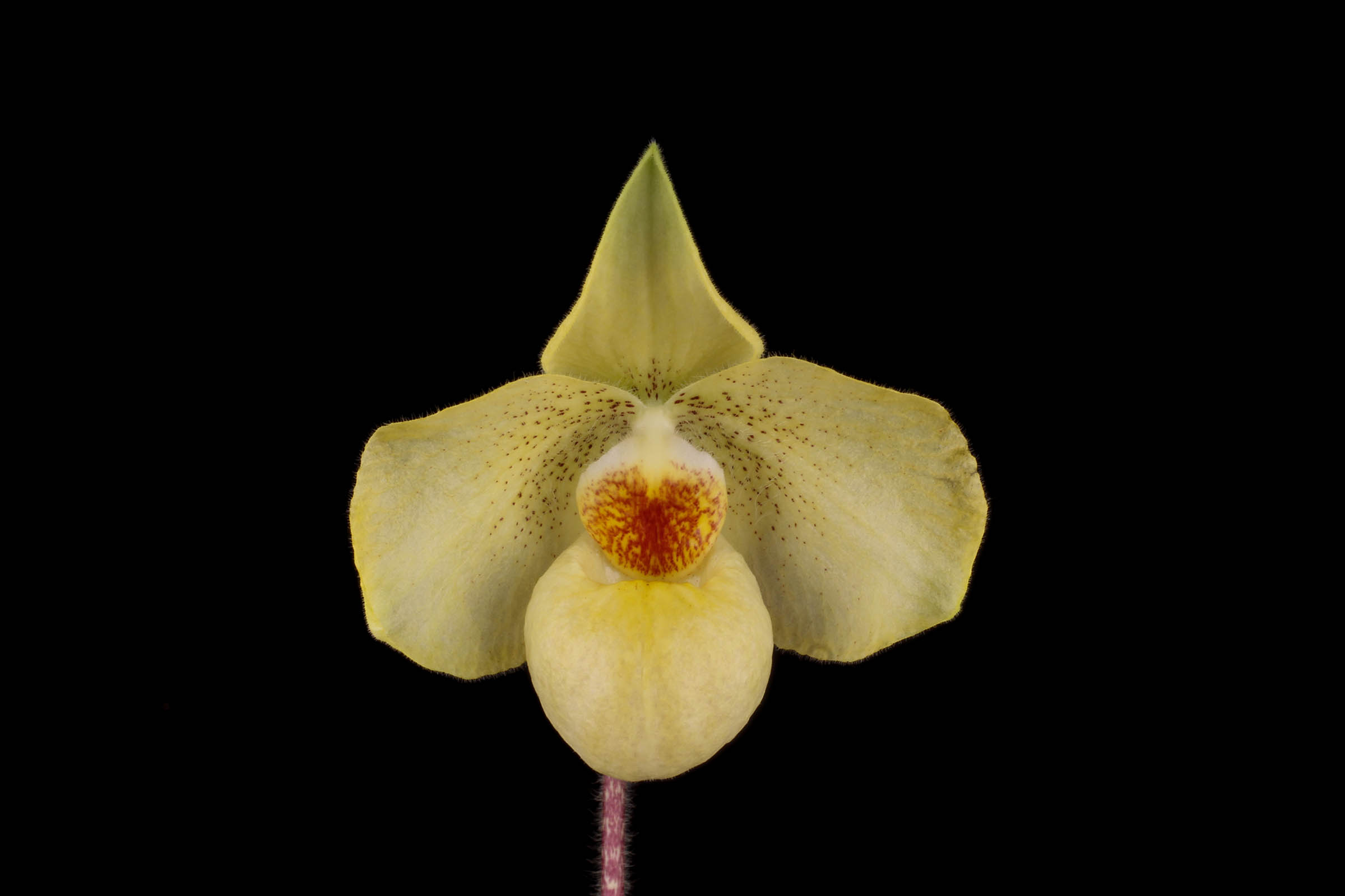 Paphiopedilum Kenji Tsutsumi