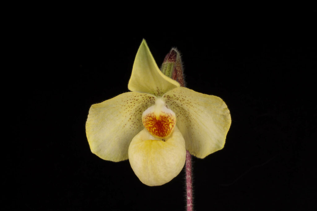 Paphiopedilum Kenji Tsutsumi