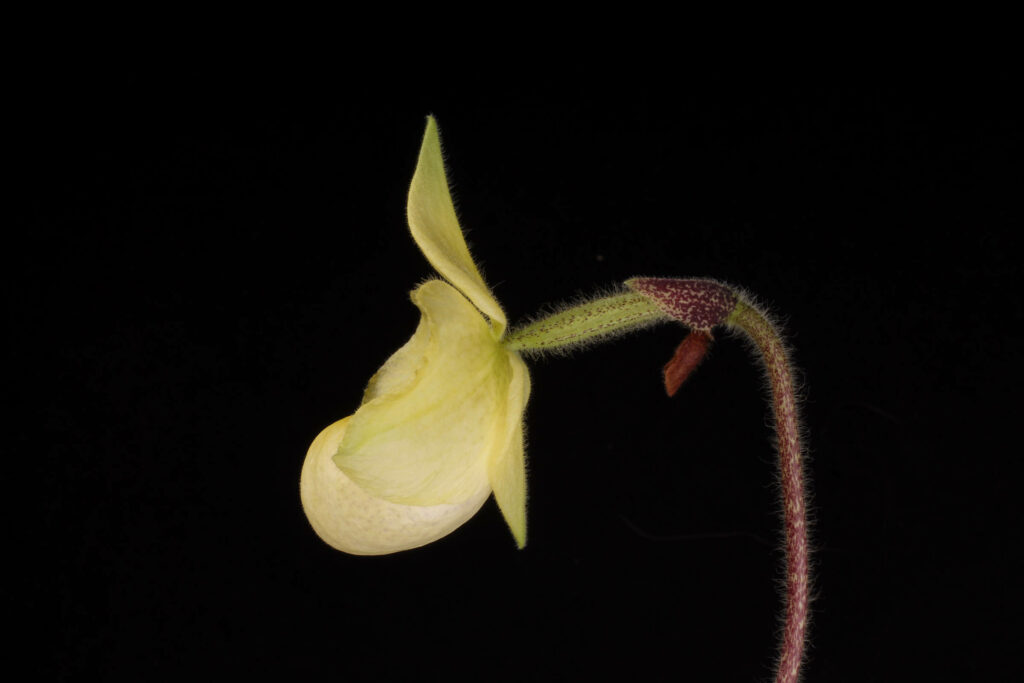 Paphiopedilum Kenji Tsutsumi