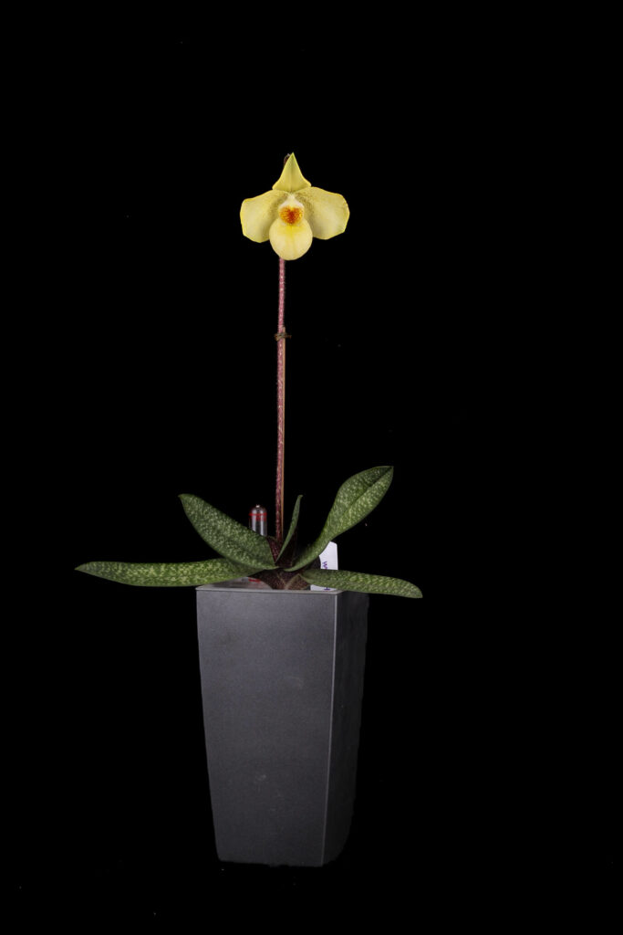 Paphiopedilum Kenji Tsutsumi