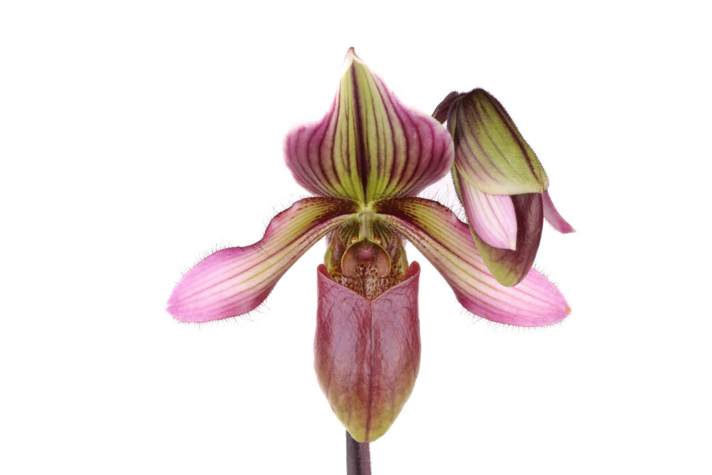 Paphiopedilum Laos Lady Clair