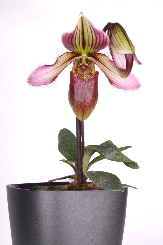 Paphiopedilum Laos Lady Clair