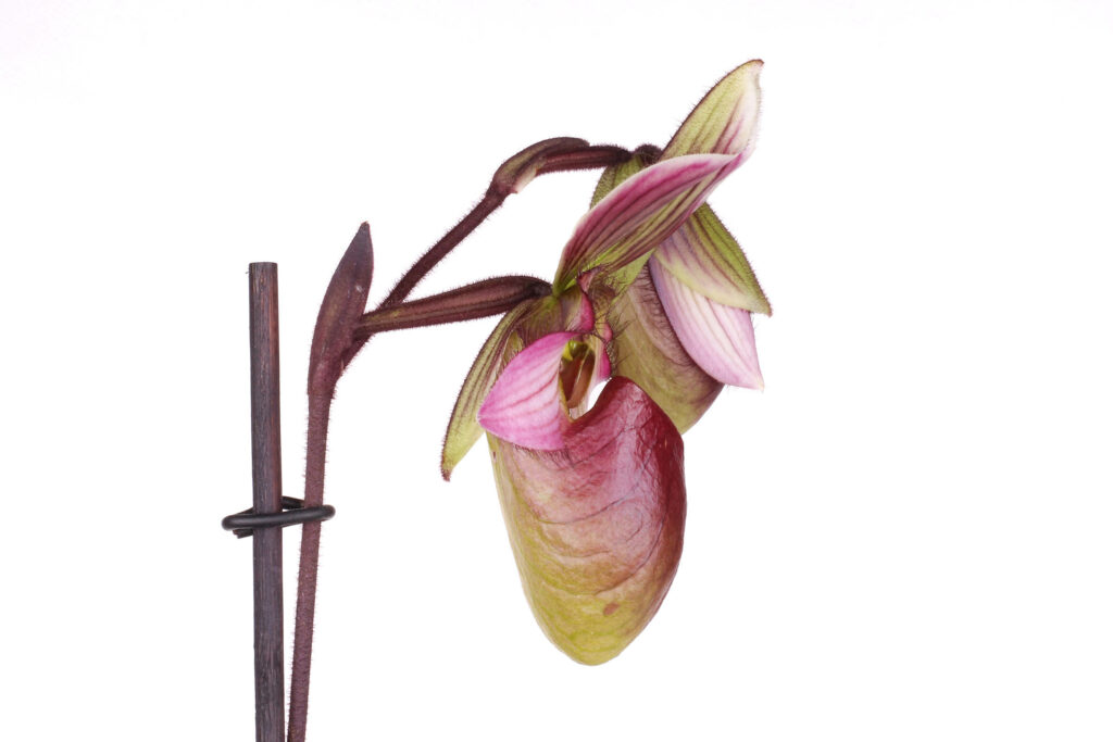 Paphiopedilum Laos Lady Clair