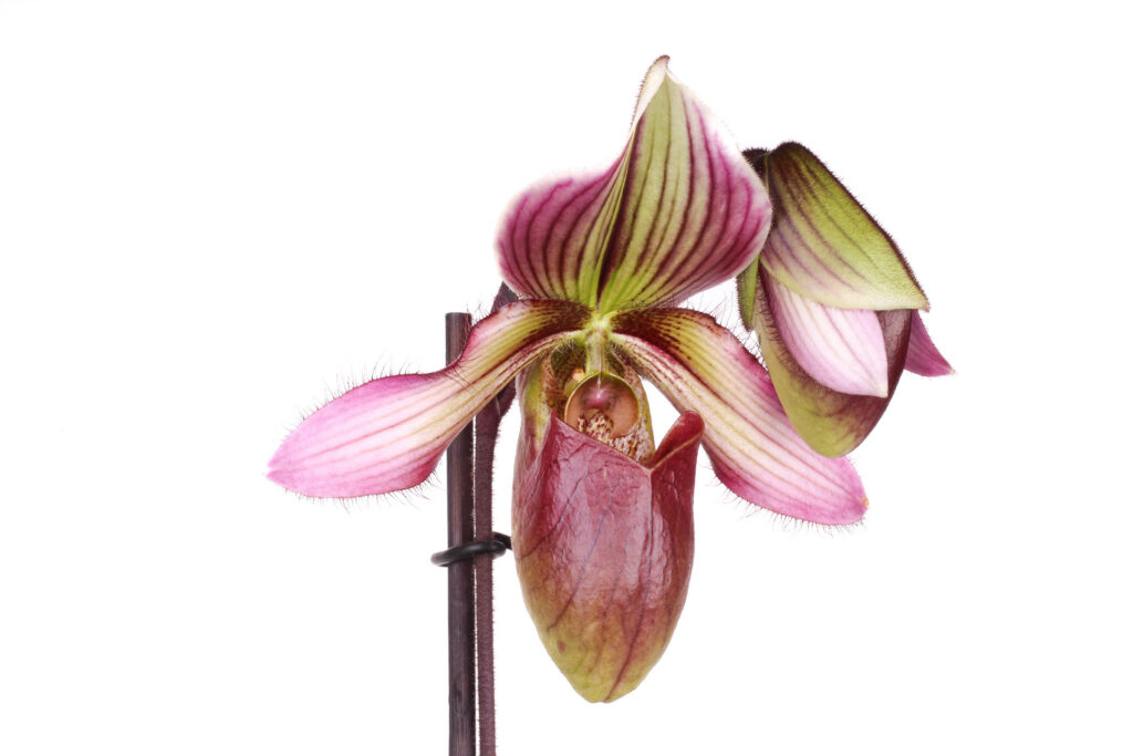 Paphiopedilum Laos Lady Clair