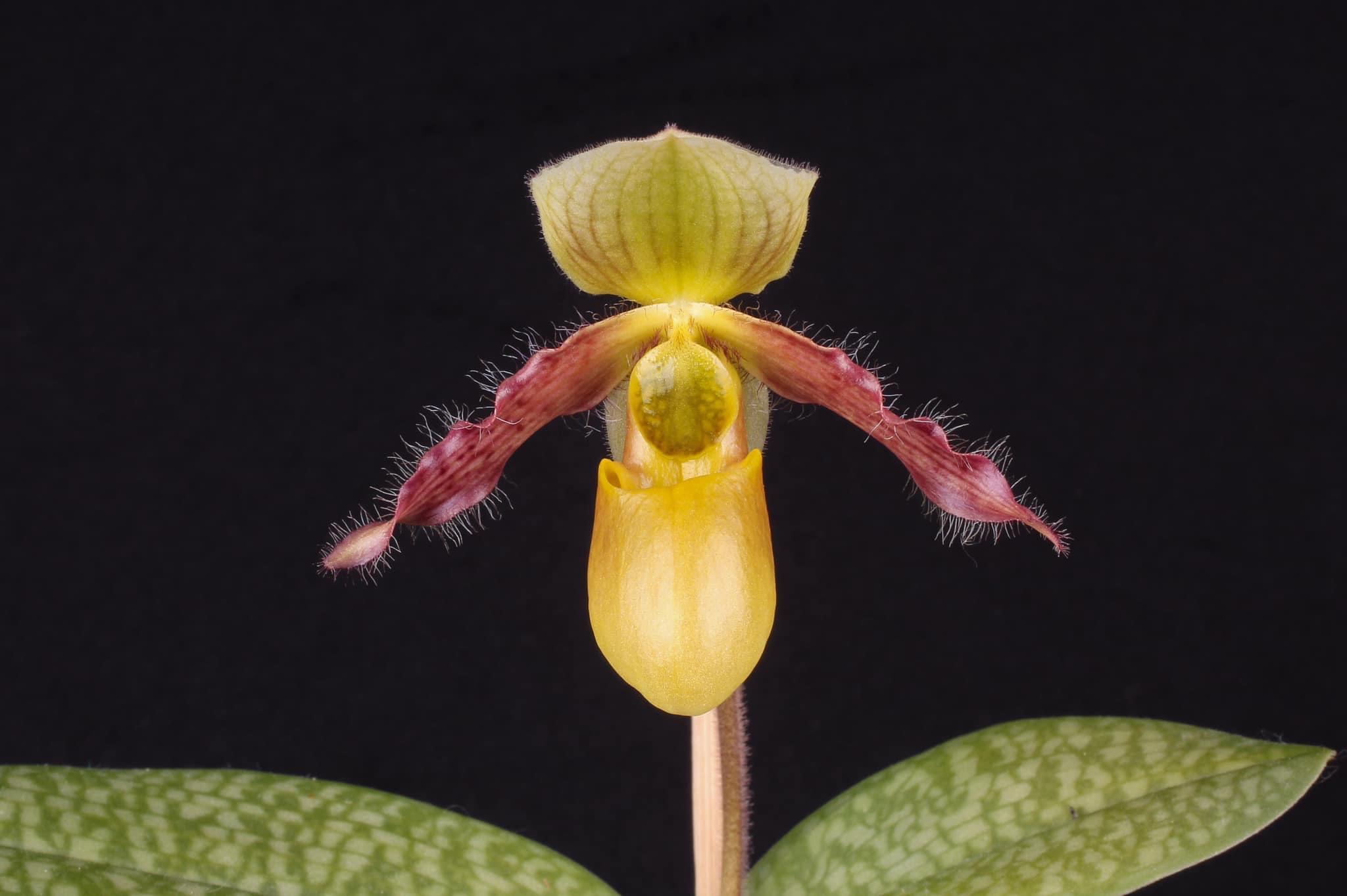 Paphiopedilum Quirin Cramer