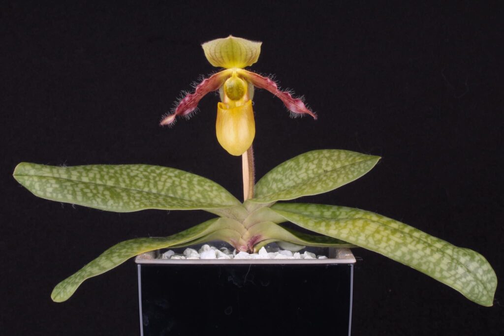 Paphiopedilum Quirin Cramer