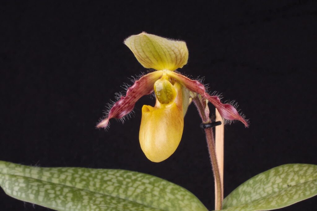 Paphiopedilum Quirin Cramer