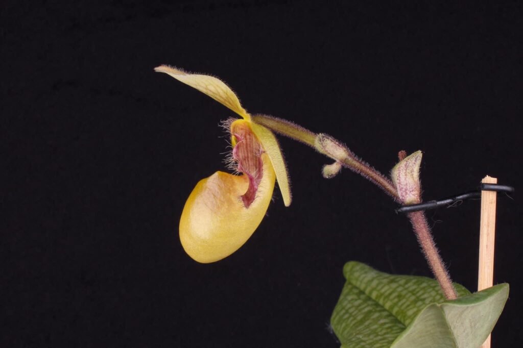 Paphiopedilum Quirin Cramer