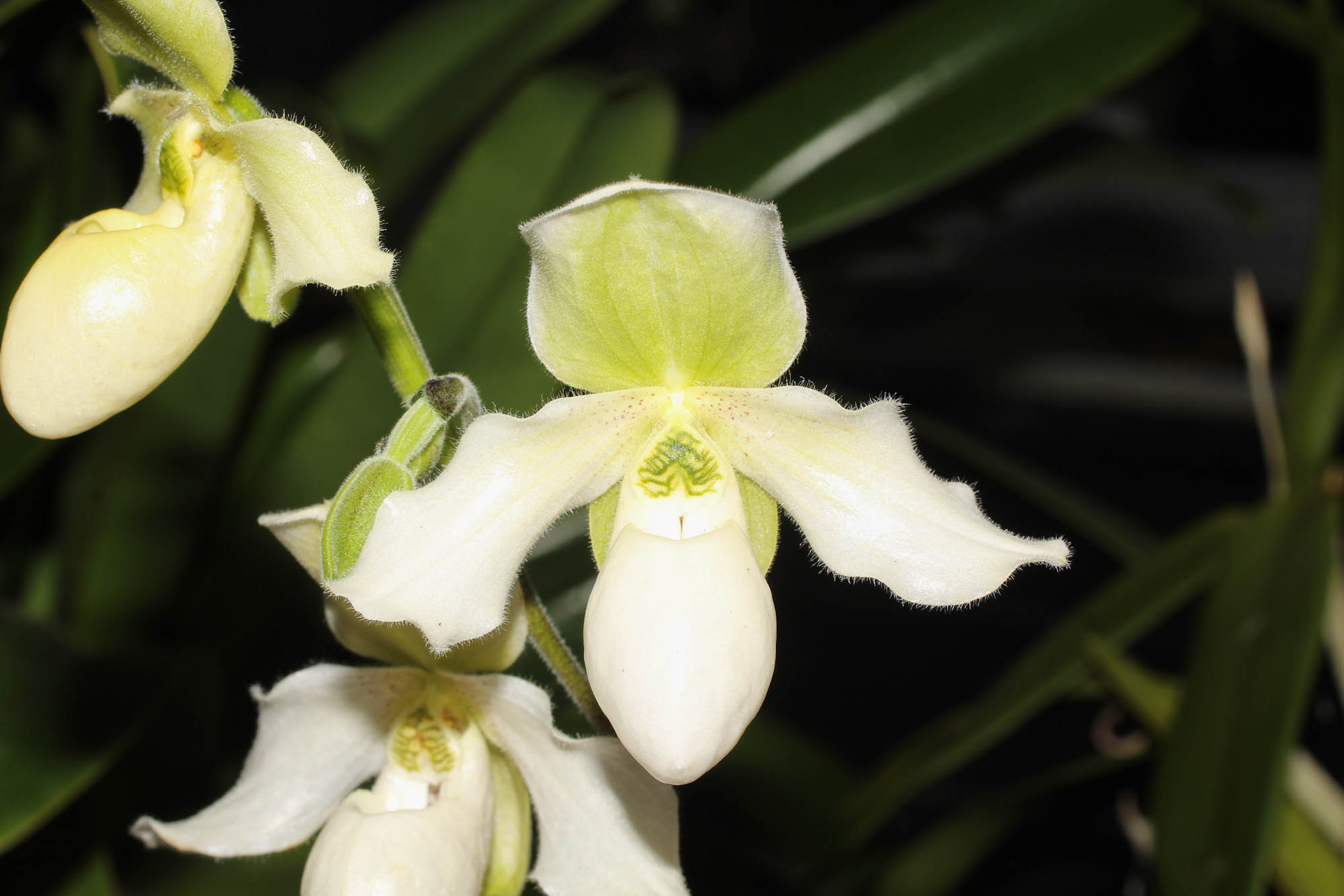 Paphiopedilum Struber Zwerg