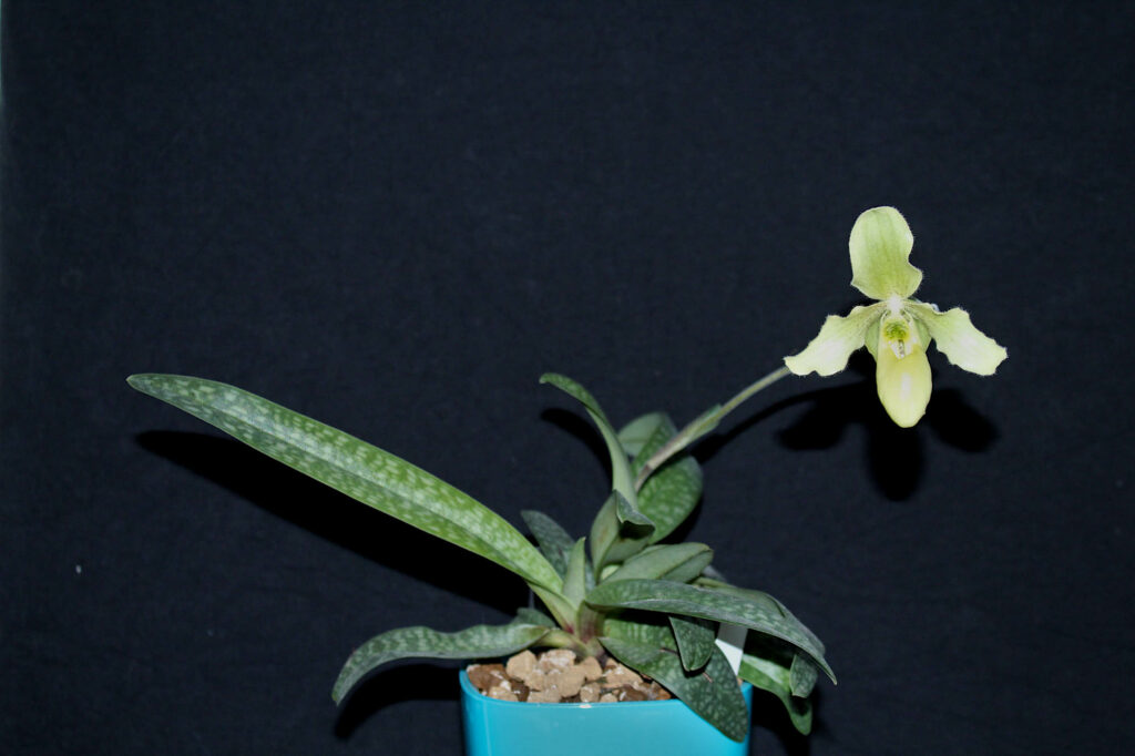 Paphiopedilum Struber Zwerg