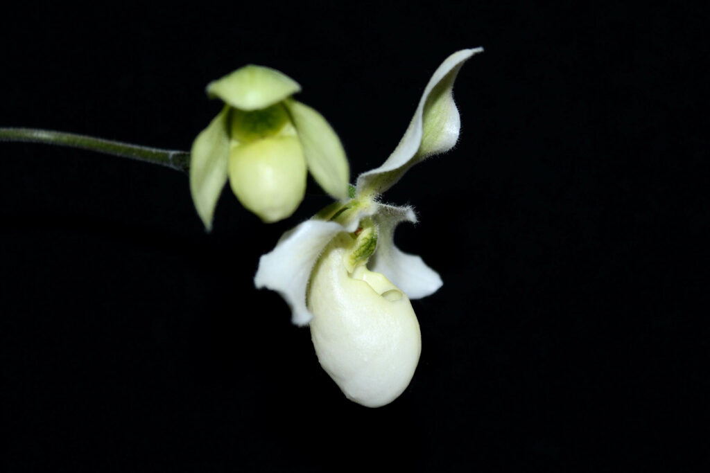 Paphiopedilum Struber Zwerg