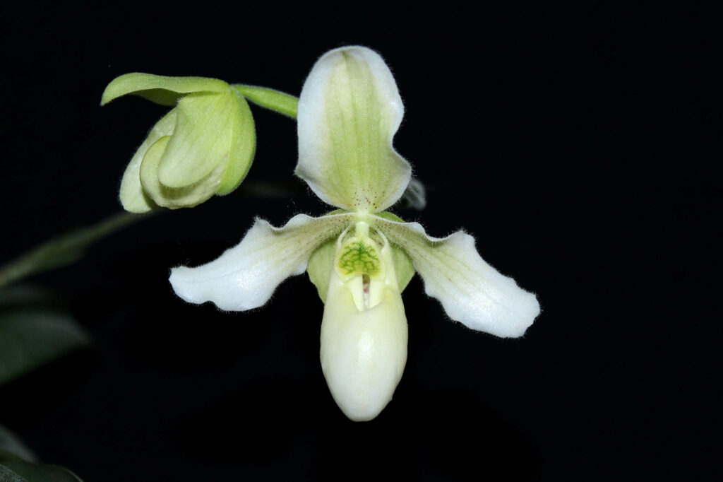 Paphiopedilum Struber Zwerg