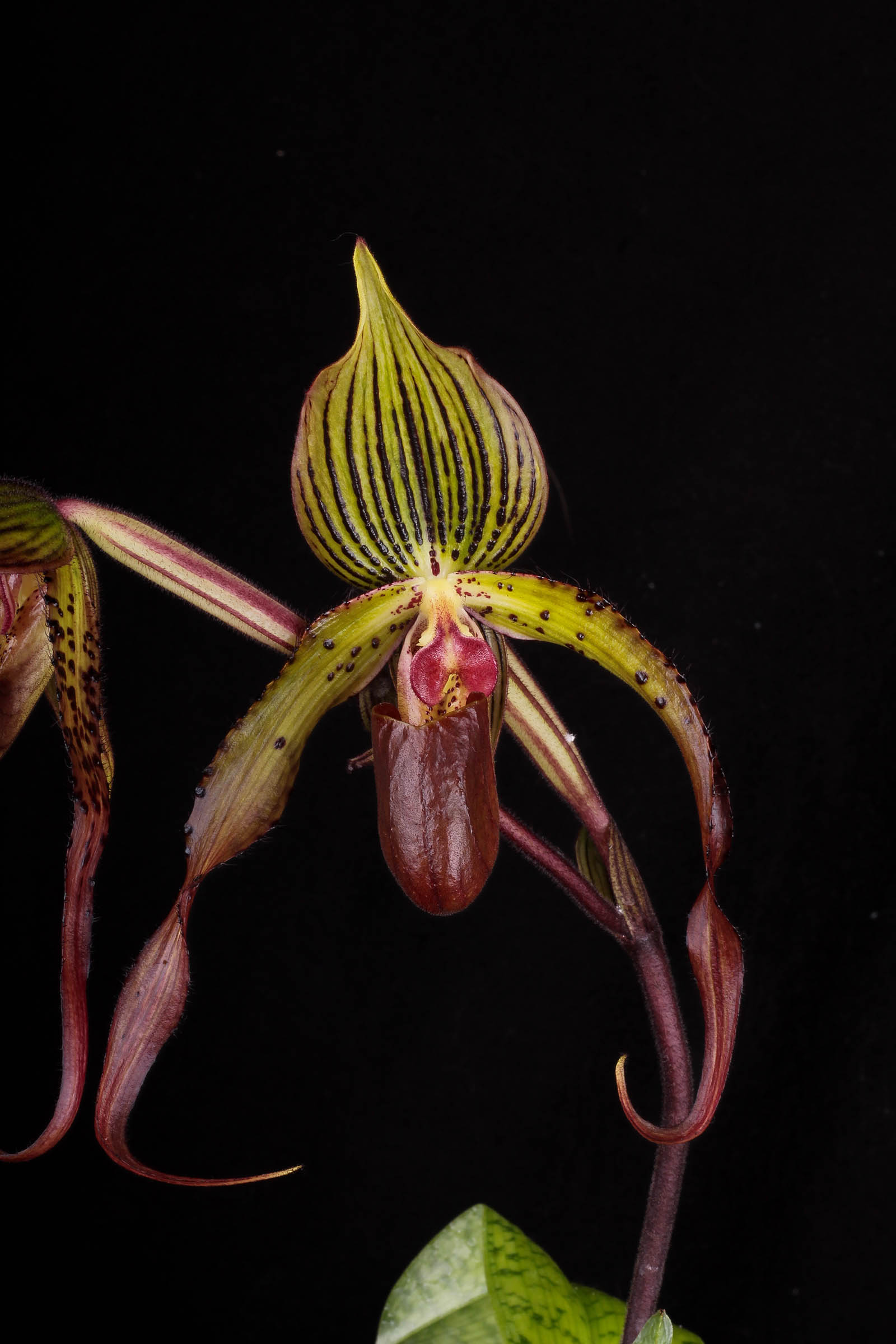 Paphiopedilum Ultor