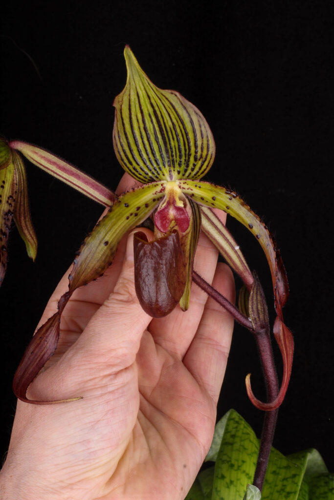 Paphiopedilum Ultor