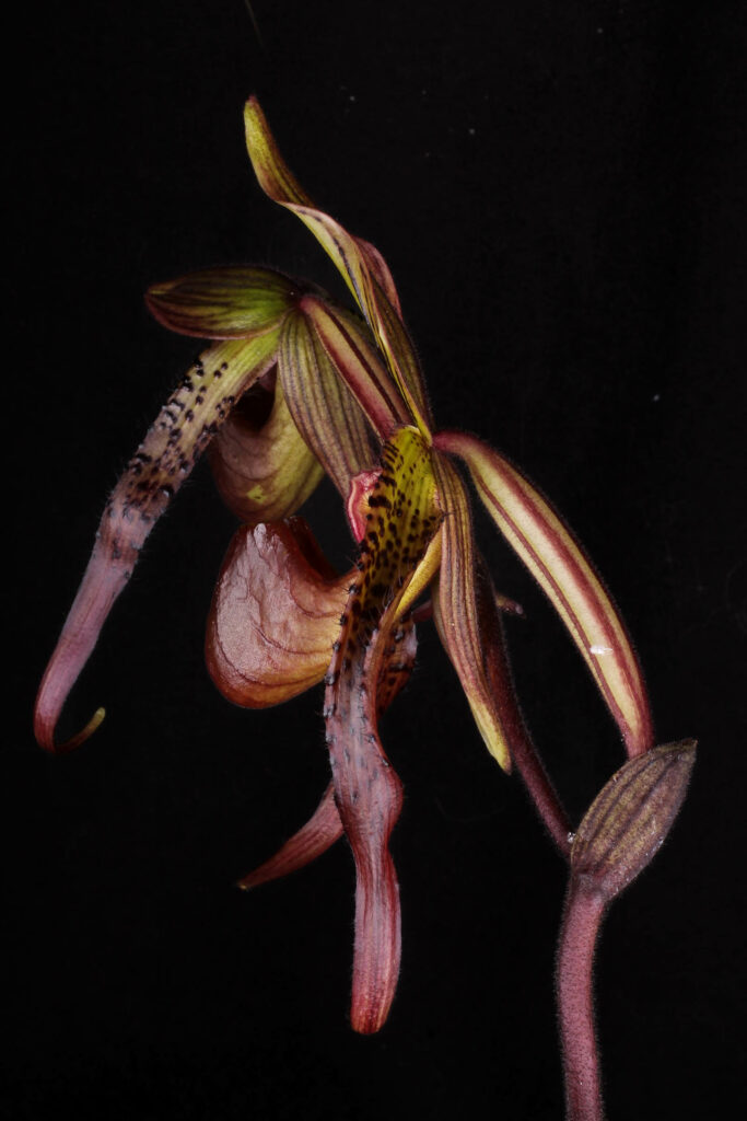 Paphiopedilum Ultor