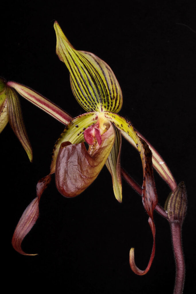 Paphiopedilum Ultor