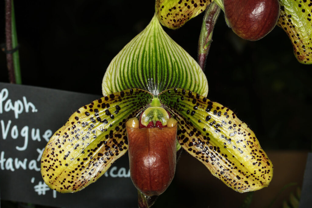 Paphiopedilum Vogue Paradise '#2'