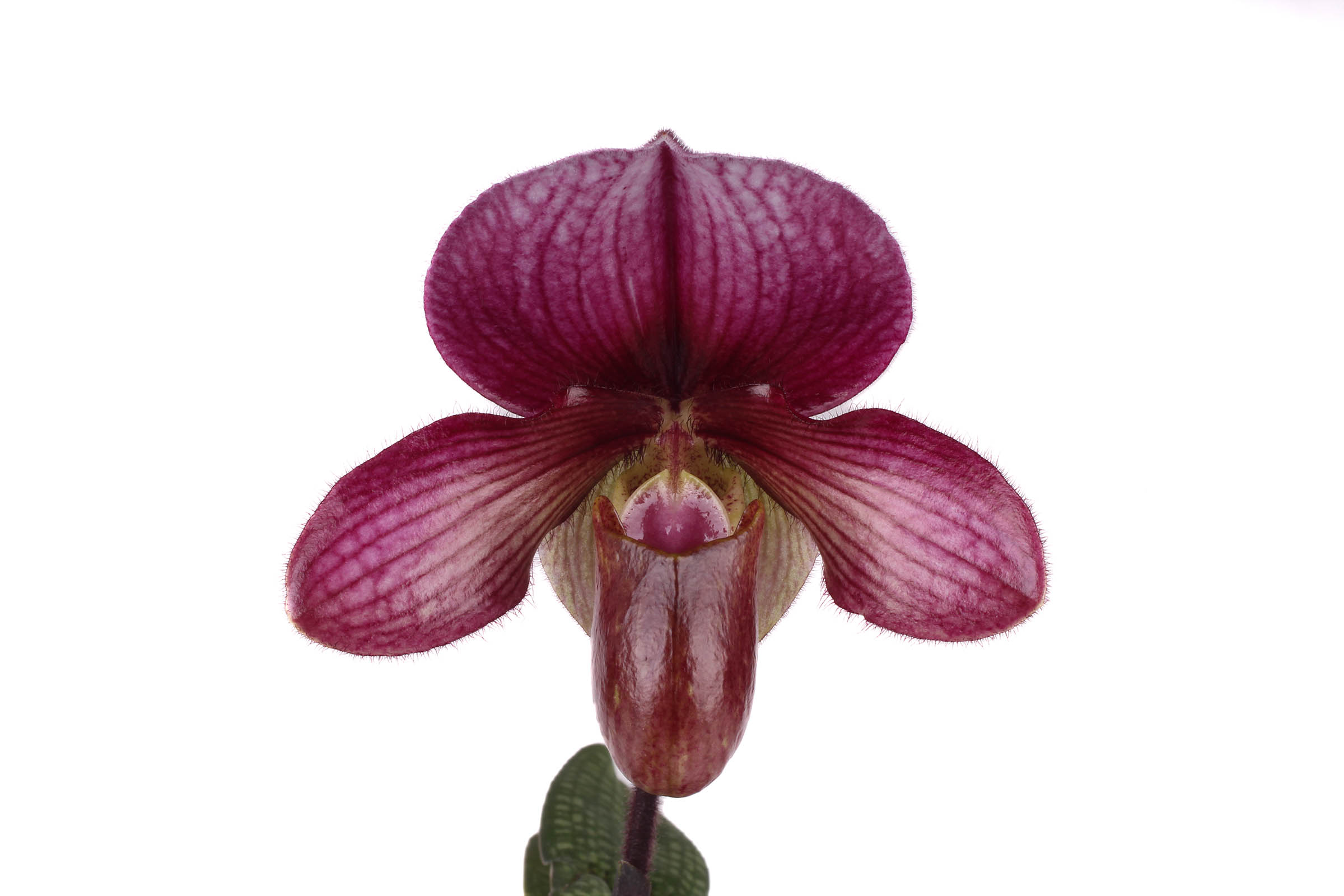 Paphiopedilum Whyte Thorne Savoir