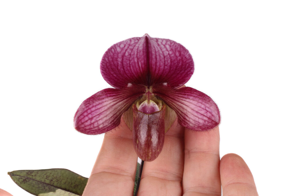 Paphiopedilum Whyte Thorne Savoir