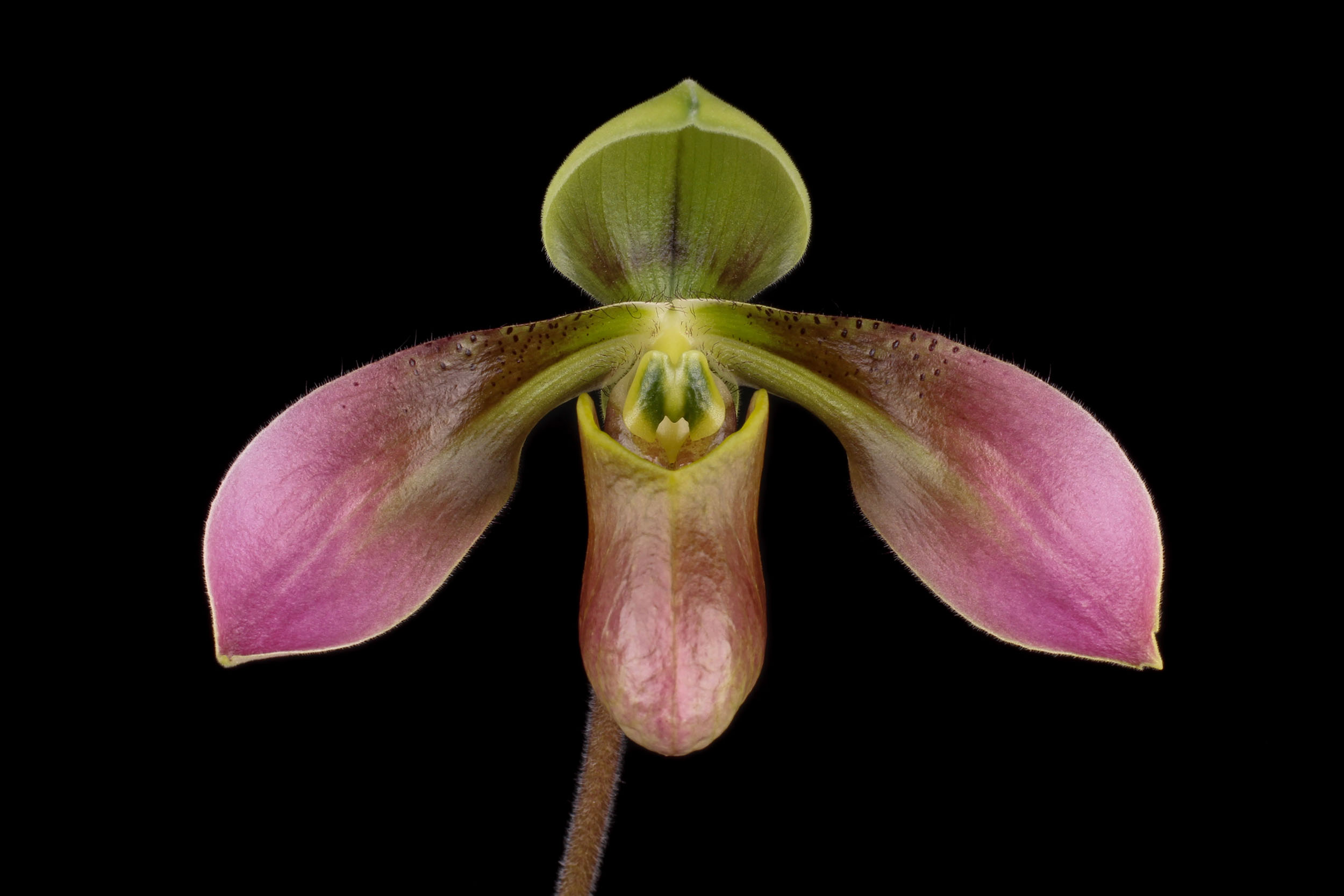 Benutzerdefinierter Link Paphiopedilum appletonianum